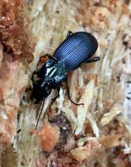 Pterostichus nigrocaeruleus