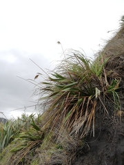 Austroderia splendens