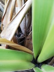 Austroderia splendens