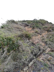 Austroderia splendens