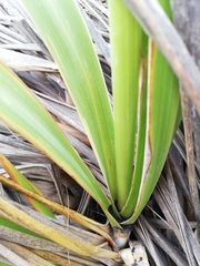 Austroderia splendens