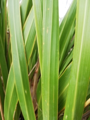 Austroderia splendens