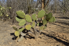 Opuntia wilcoxii