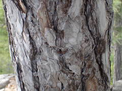 Pinus nigra salzmannii