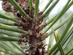 Pinus nigra salzmannii