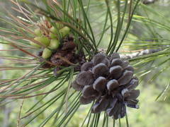 Pinus nigra salzmannii