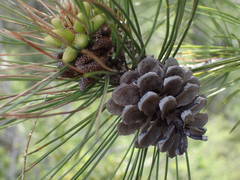 Pinus nigra salzmannii