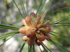 Pinus nigra salzmannii