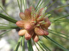 Pinus nigra salzmannii