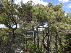 Pinus nigra salzmannii