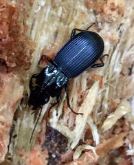 Pterostichus nigrocaeruleus