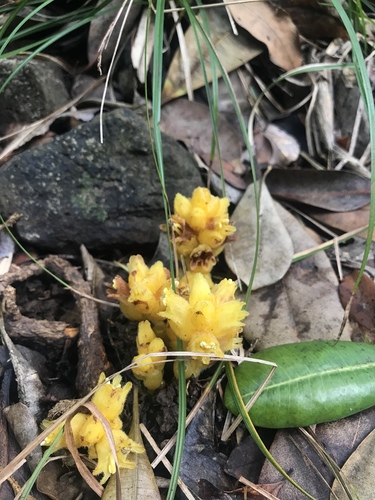 Orobanche boninsimae iNat (3)