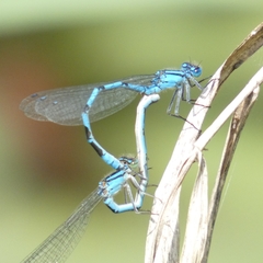 Enallagma cyathigerum