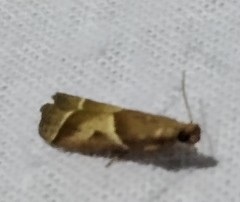 Nyctegretis lineana