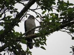 Accipiter striatus erythronemius