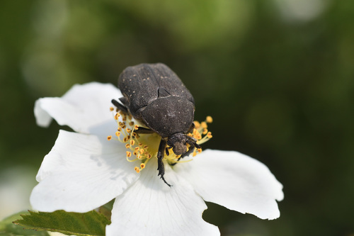 Speckled Rose Chafer, Parco Naturale Monte S.Giorgio, photo 7 of 10