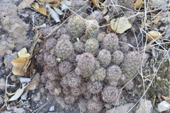 Mammillaria mazatlanensis