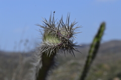 Stenocereus standleyi