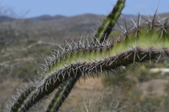 Stenocereus standleyi