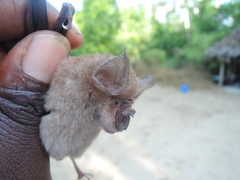 Rhinolophus deckenii