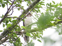 Accipiter striatus erythronemius