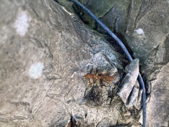 Oecophylla smaragdina