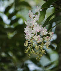 Aerides odorata