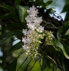 Aerides odorata