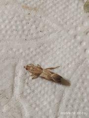 Nyctegretis lineana
