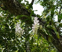 Aerides odorata