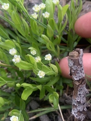 Moehringia macrophylla