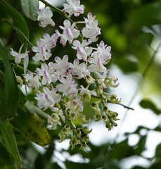 Aerides odorata
