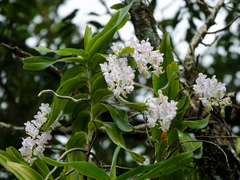 Aerides odorata