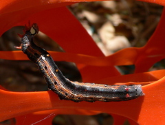 Ophiusini