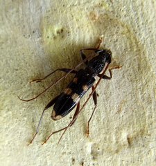 Phoracantha punctata