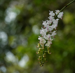 Aerides odorata