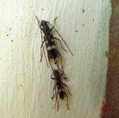 Phoracantha punctata