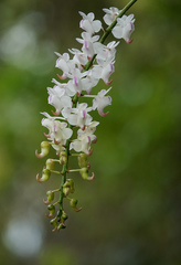 Aerides odorata