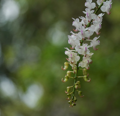 Aerides odorata