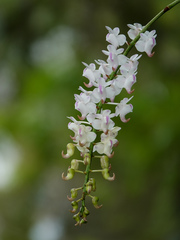 Aerides odorata