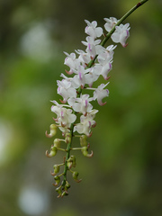Aerides odorata