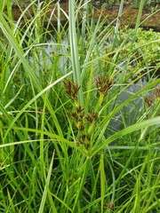 Cyperus longus