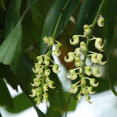 Aerides odorata
