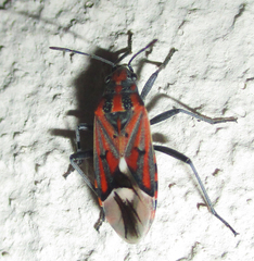 Haemobaphus concinnus