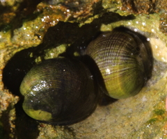 Nerita atramentosa