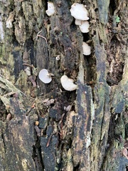 Panellus pusillus
