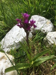 Dactylorhiza kerryensis