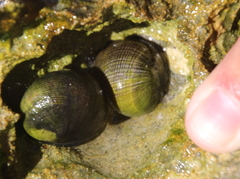 Nerita atramentosa