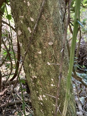 Gymnosporia harveyana harveyana