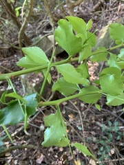 Gymnosporia harveyana harveyana